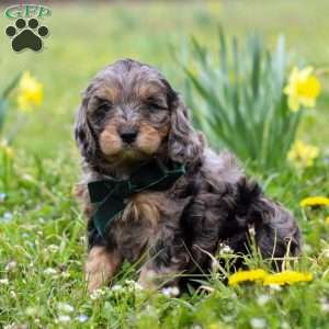 Gabriel, Cavapoo Puppy